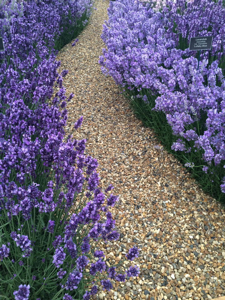 How to plant a lavender hedge for garden structure and scent