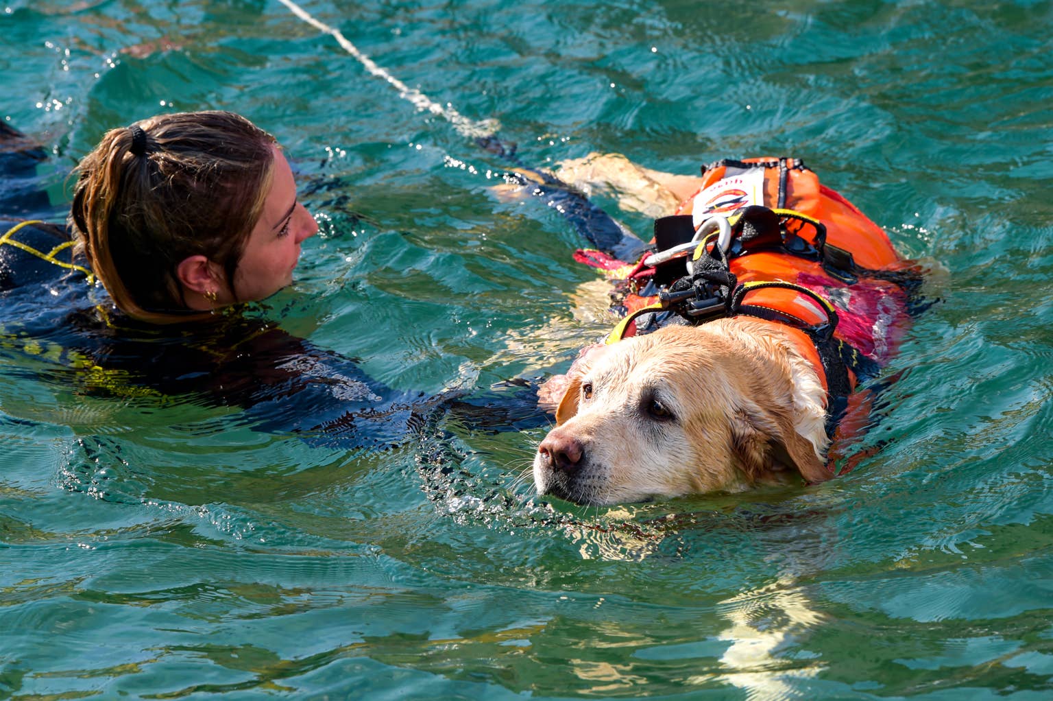 Why Italy’s water-rescue dogs are becoming lifesaving heroes