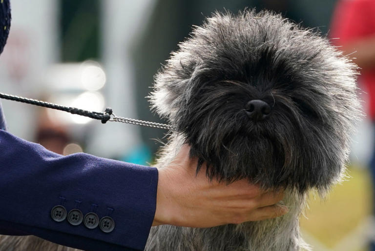 Non Velcro dogs 2026: Here are the 12 most independent breeds of ...