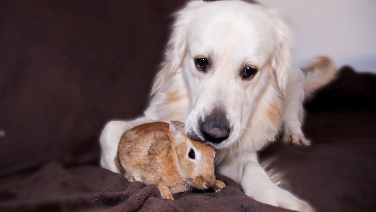 This dog and rabbit share a sweet bond