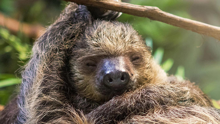 The secret to why sloths are so slow may be hidden in their DNA