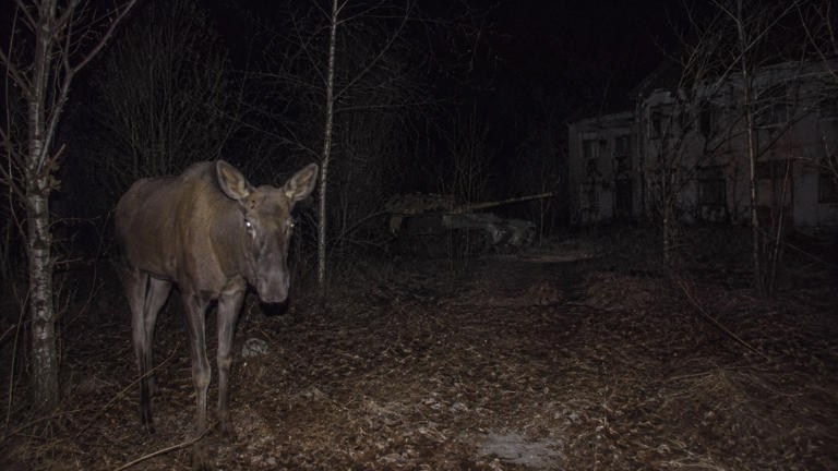 A vida selvagem de Chernobyl mudou de comportamento durante a invasão ...