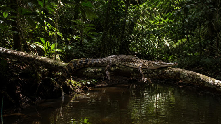 O crocodilo que sobe em árvores na Costa do Marfim é um réptil pouco ...