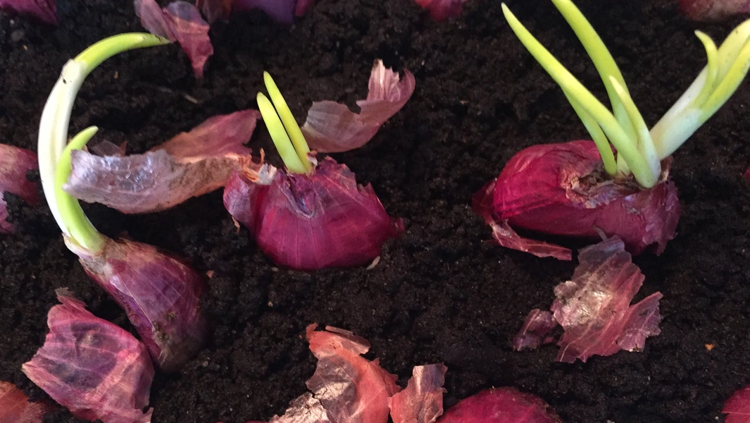 Understanding sprouted onions