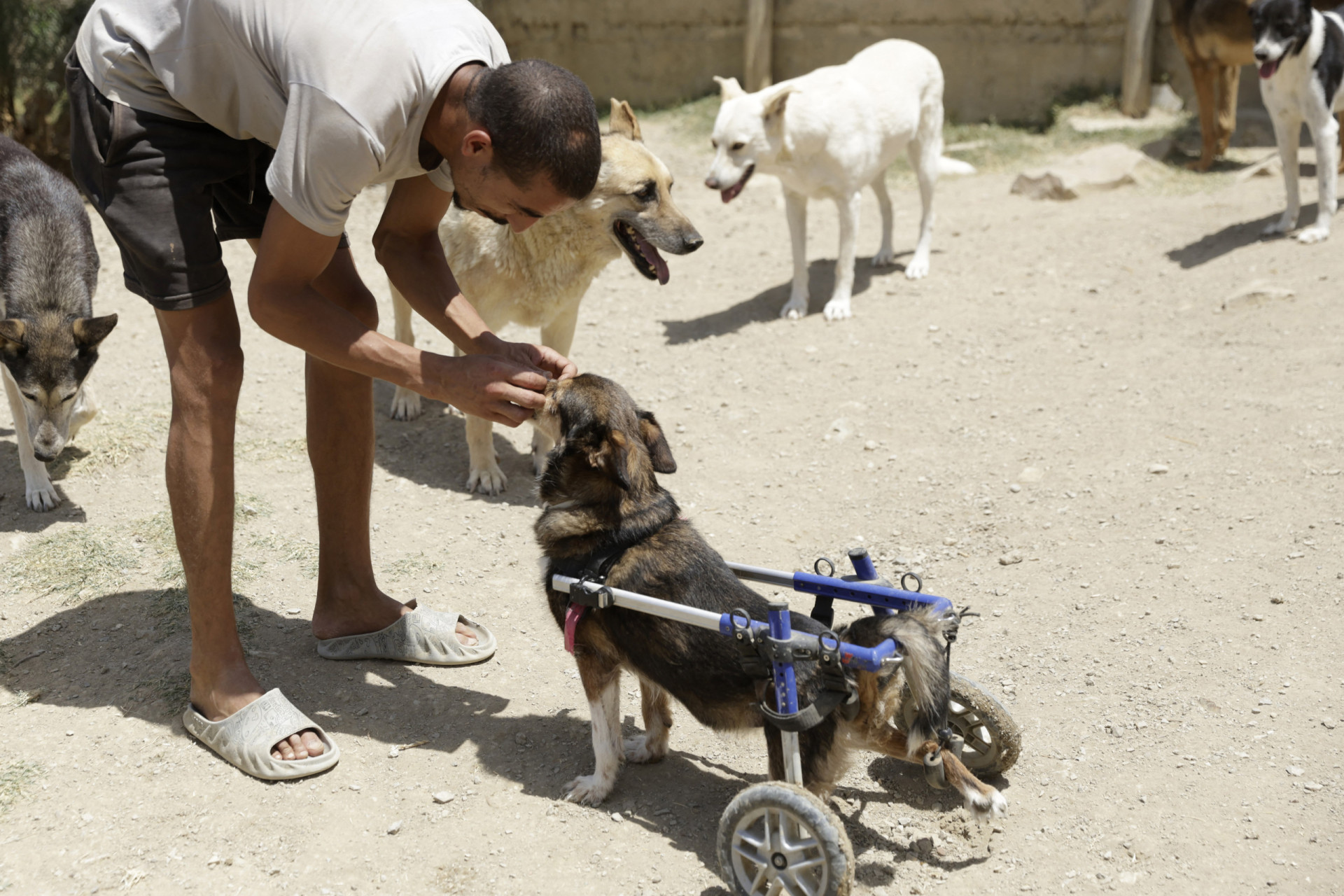 How to care for a disabled pet