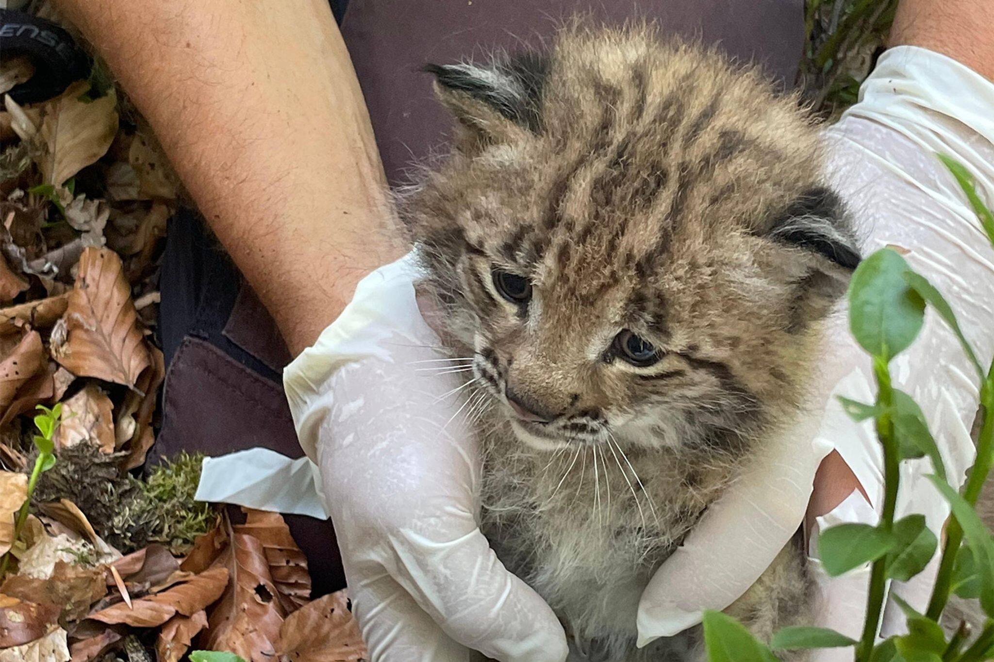 Seltenes Luchs-Baby im Schwarzwald geboren