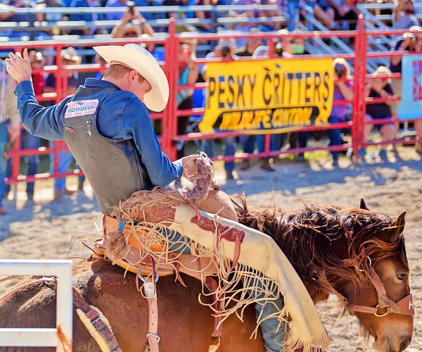 Rodeo returns to DC this week for USA 250th celebration