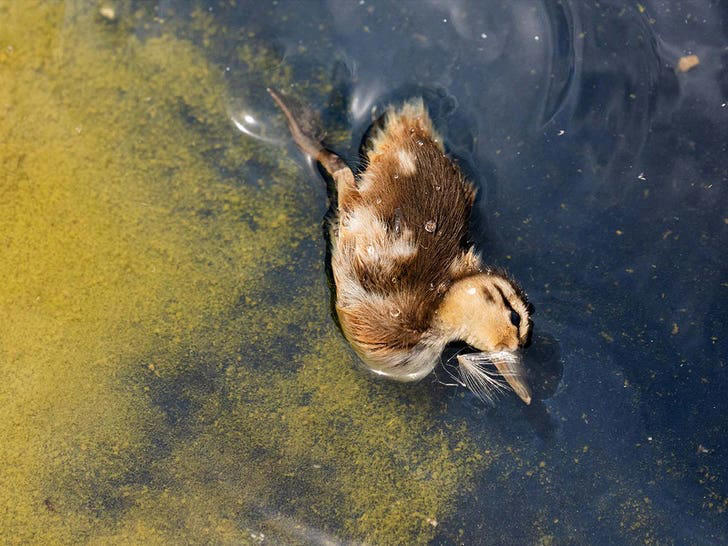 Duck lives at reflecting pool before and after algae attack