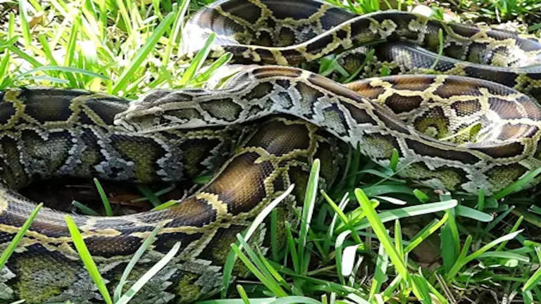 Conservancy group removes over 8,000 pounds of invasive pythons from ...