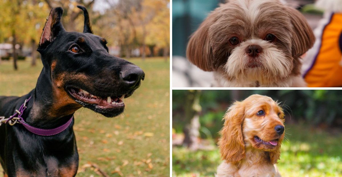 18 dog breeds that become emotionally attached faster than most owners ...