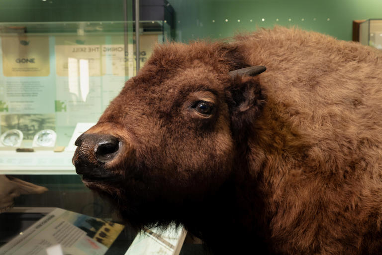 Meet the tiny creature representing NJ in new Smithsonian exhibit