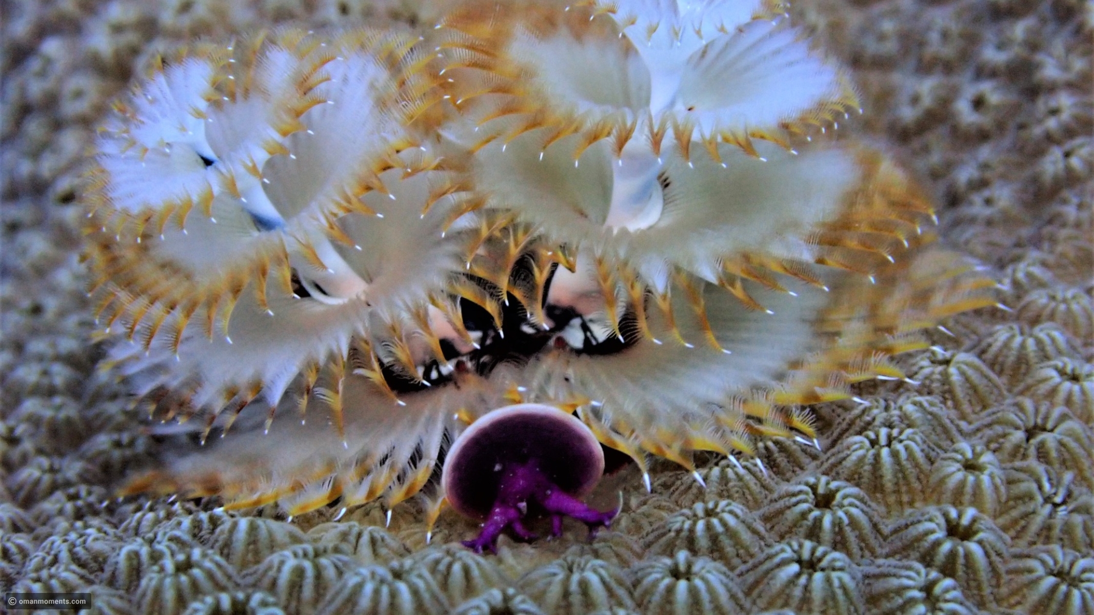 The terrifying beasts hidden beneath the waves
