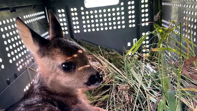 Drones and thermal cameras used to rescue fawns from farmers' grass cutting