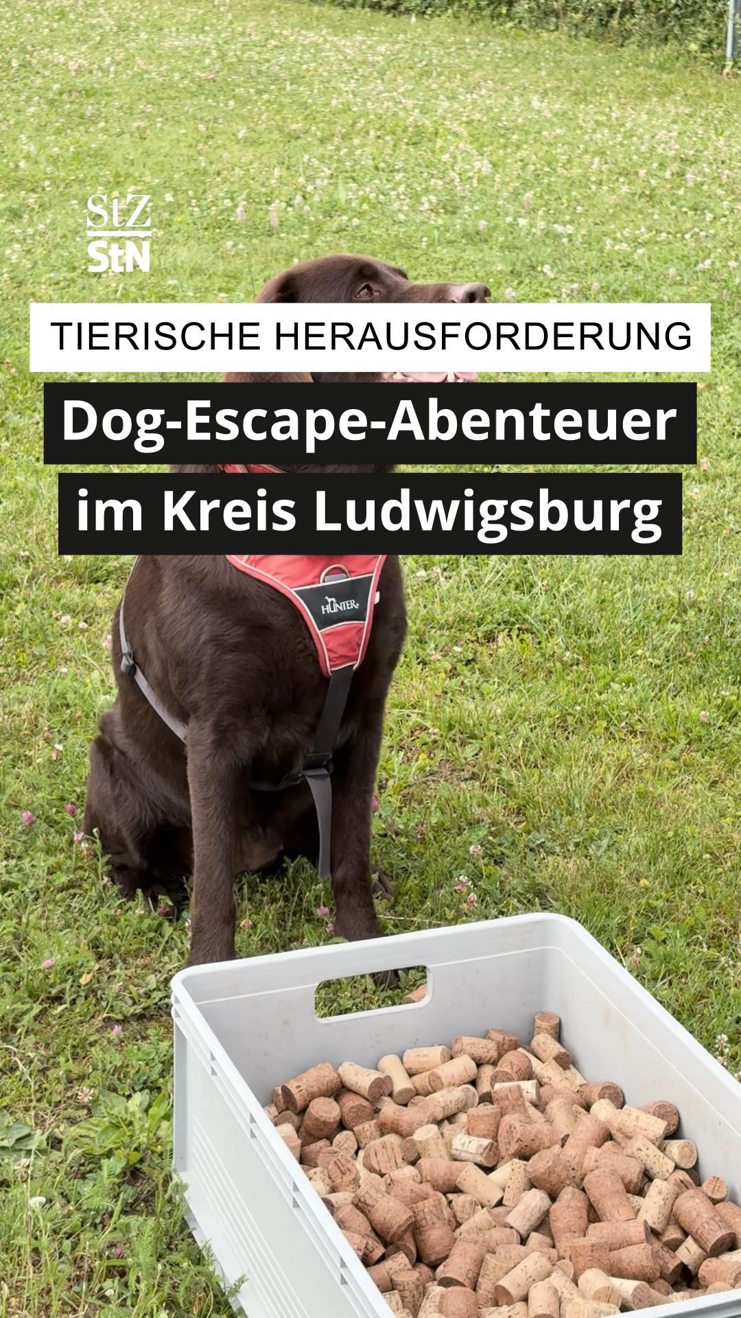 gegen-die-katzen-herrschaft-das-steckt-hinter-dem-dog-escape-abenteuer