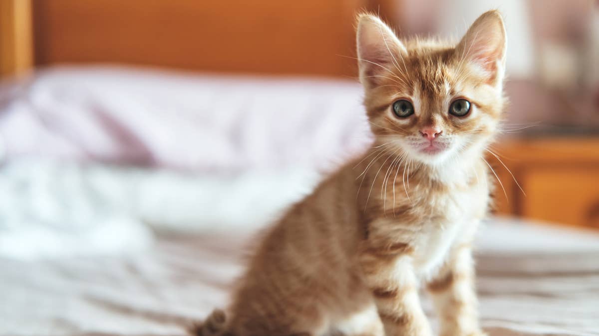 This mama cat refuses to leave her tiniest kitten behind