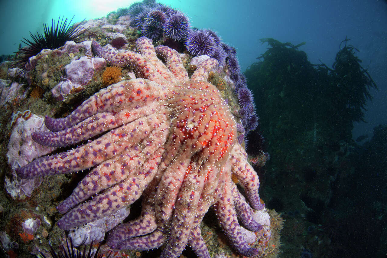 California lost these iconic sea creatures years ago. A family just ...