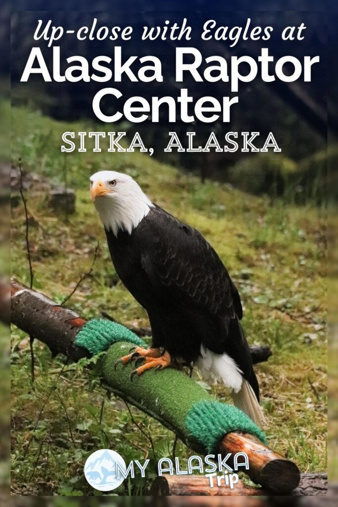 Beautiful birds at the Alaska Raptor Center in Sitka – a must!