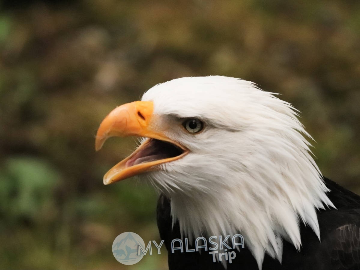 Beautiful Birds at the Alaska Raptor Center in Sitka – a MUST!