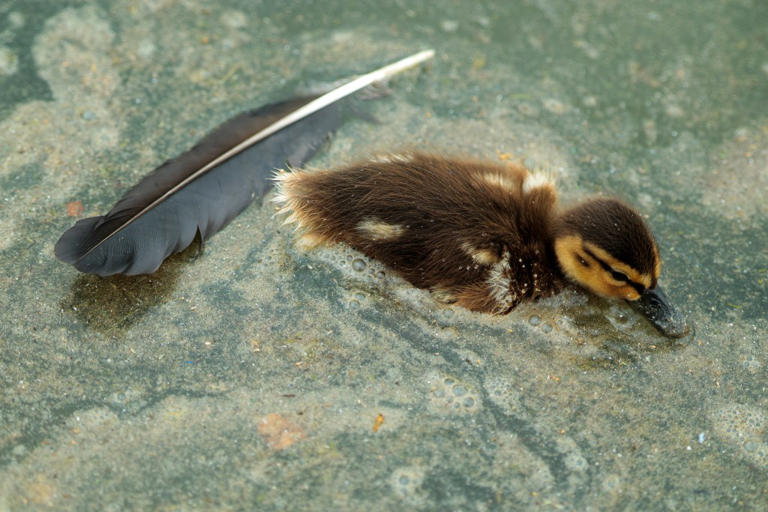 Duckling found dead in Reflecting Pool as Trump threatens vandals who ...