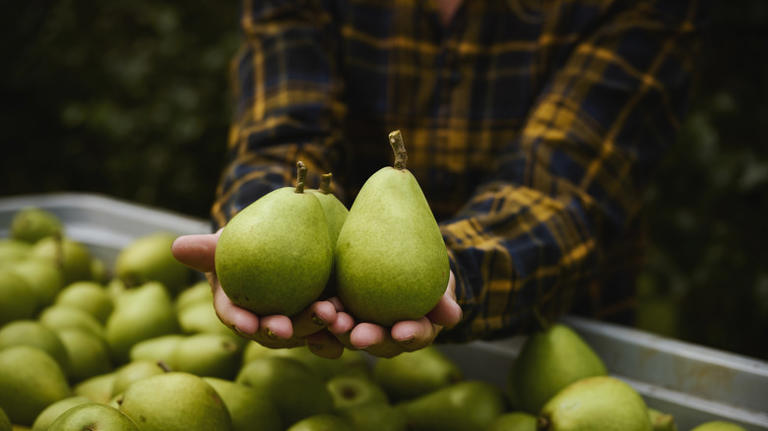 Why are my pears very hard & not ripening?