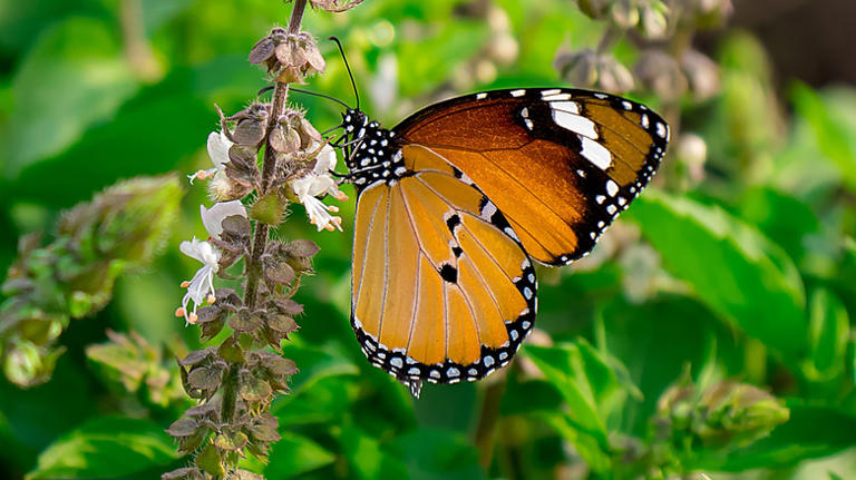 Not basil, not cilantro: The feathery herb with flowers that'll attract ...