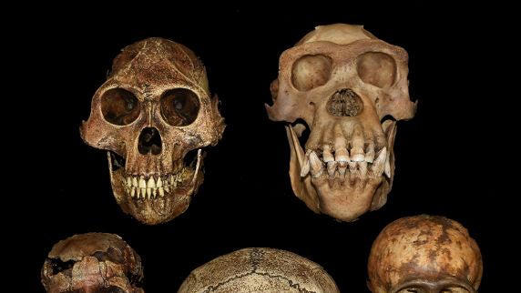 Descubren que nuestros antepasados dieron un salto evolutivo hace 2 ...