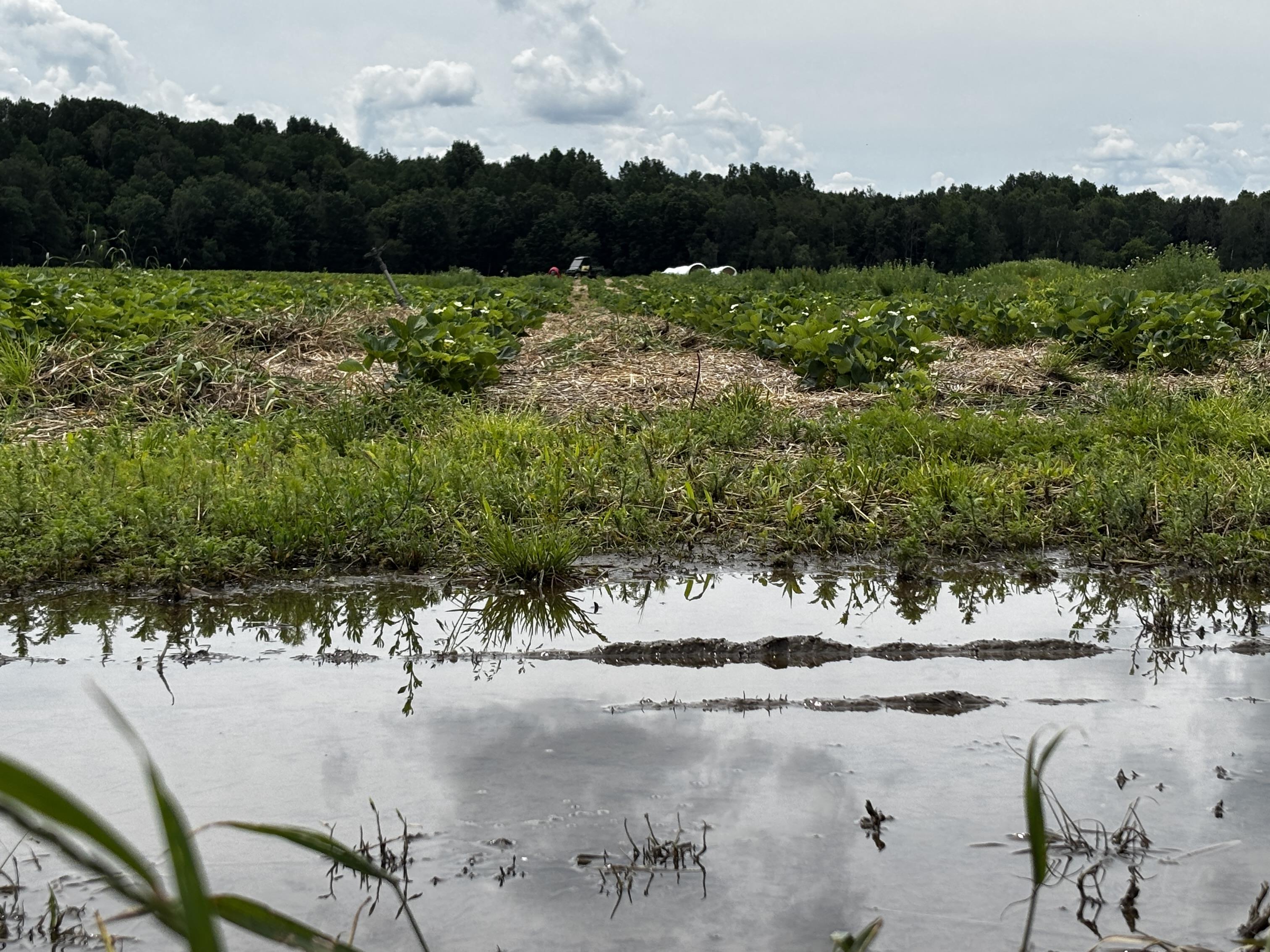 Les fortes pluies laissent leurs traces dans les champs estriens — free download