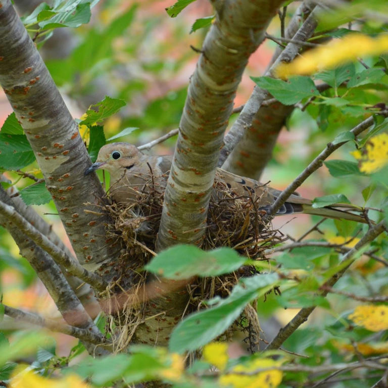 Late nesting birds: When do birds lay eggs?