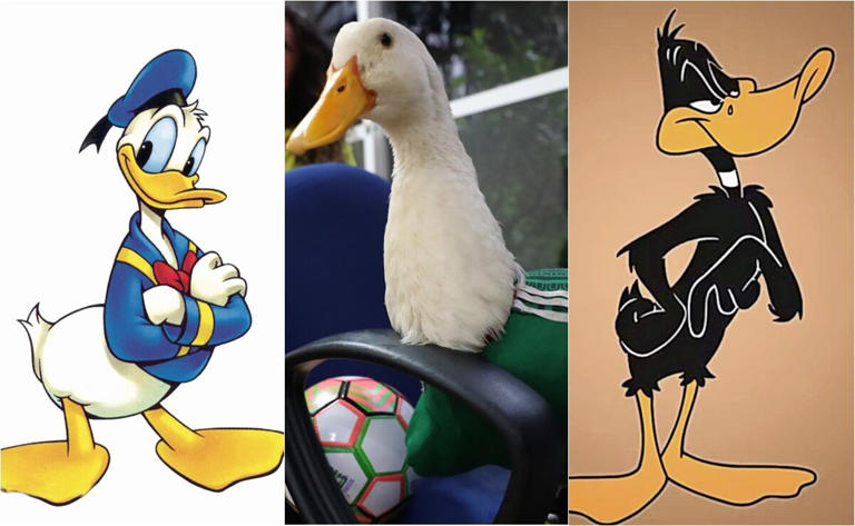 Antes de Merlín, el pato mundialista, estos personajes se ganaron un ...