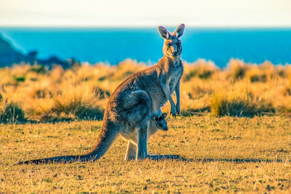safe-wildlife-in-australia-animals-that-are-harmless-to-humans