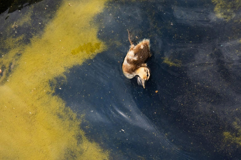 Duckling found dead in Reflecting Pool as Trump threatens vandals who ...