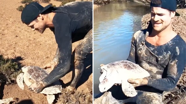 Heat-stranded sea turtle gulps air, then swooshes to freedom after man ...