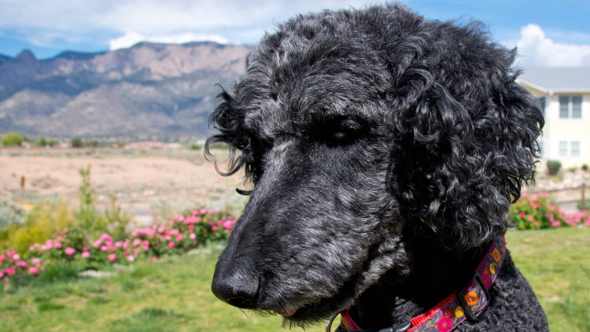 Quick-thinking poodle hailed a hero for saving his mom from house fire