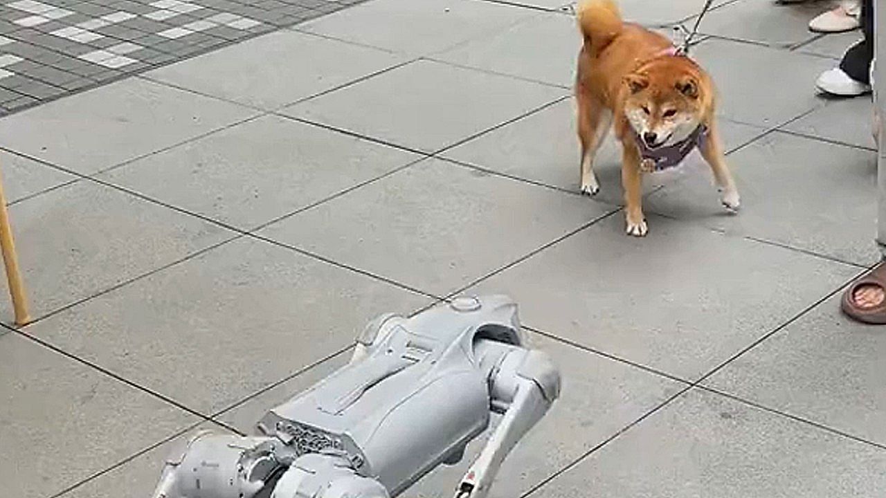 Instinkt trifft Technik: Shiba Inu bellt Roboterhund in China wütend an