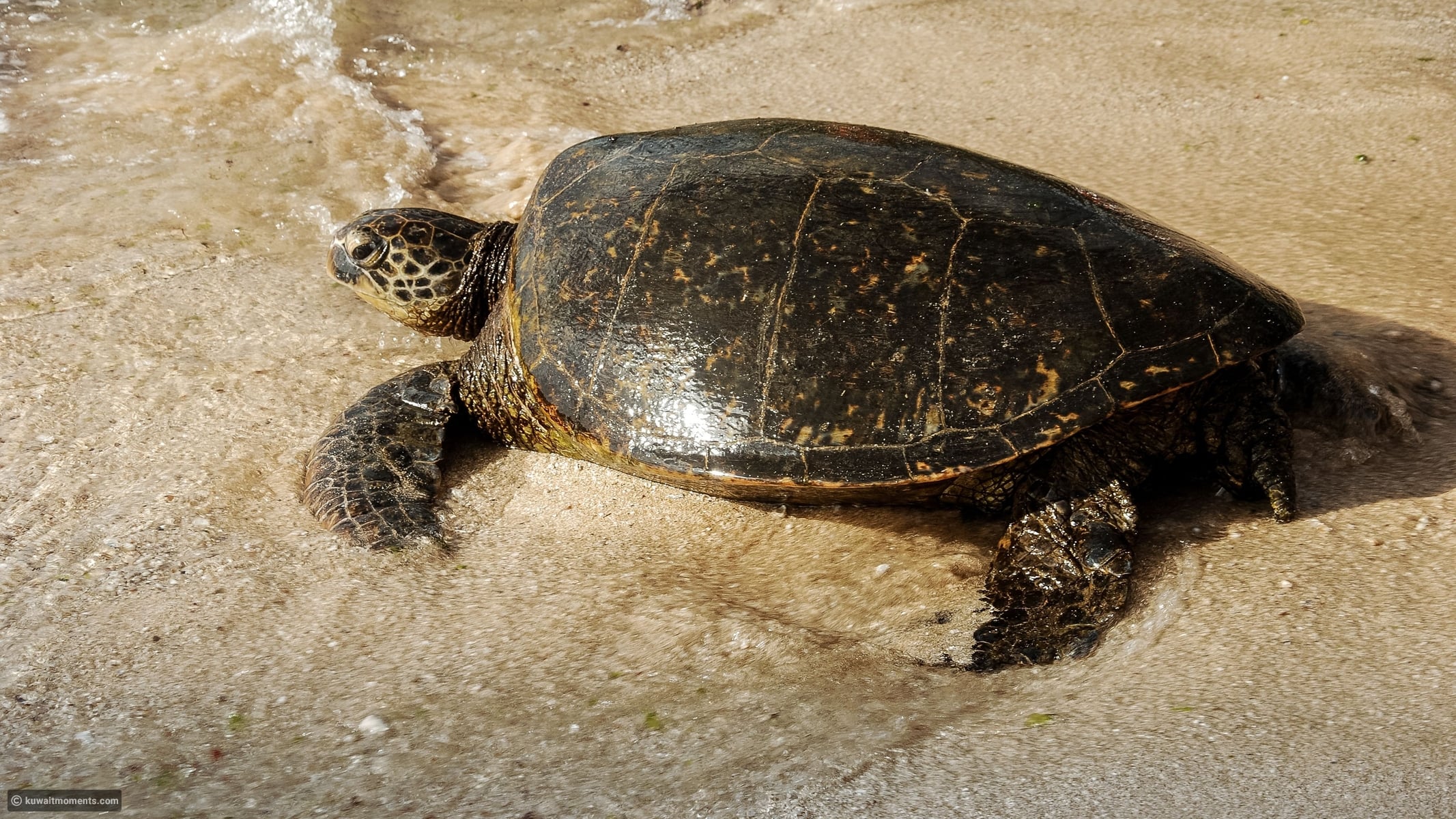 10 reasons sea turtles are among the ocean's most remarkable creatures