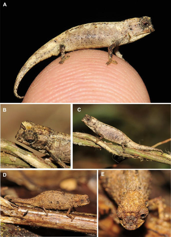 World’s smallest chameleon discovered in Madagascar, so tiny it can ...