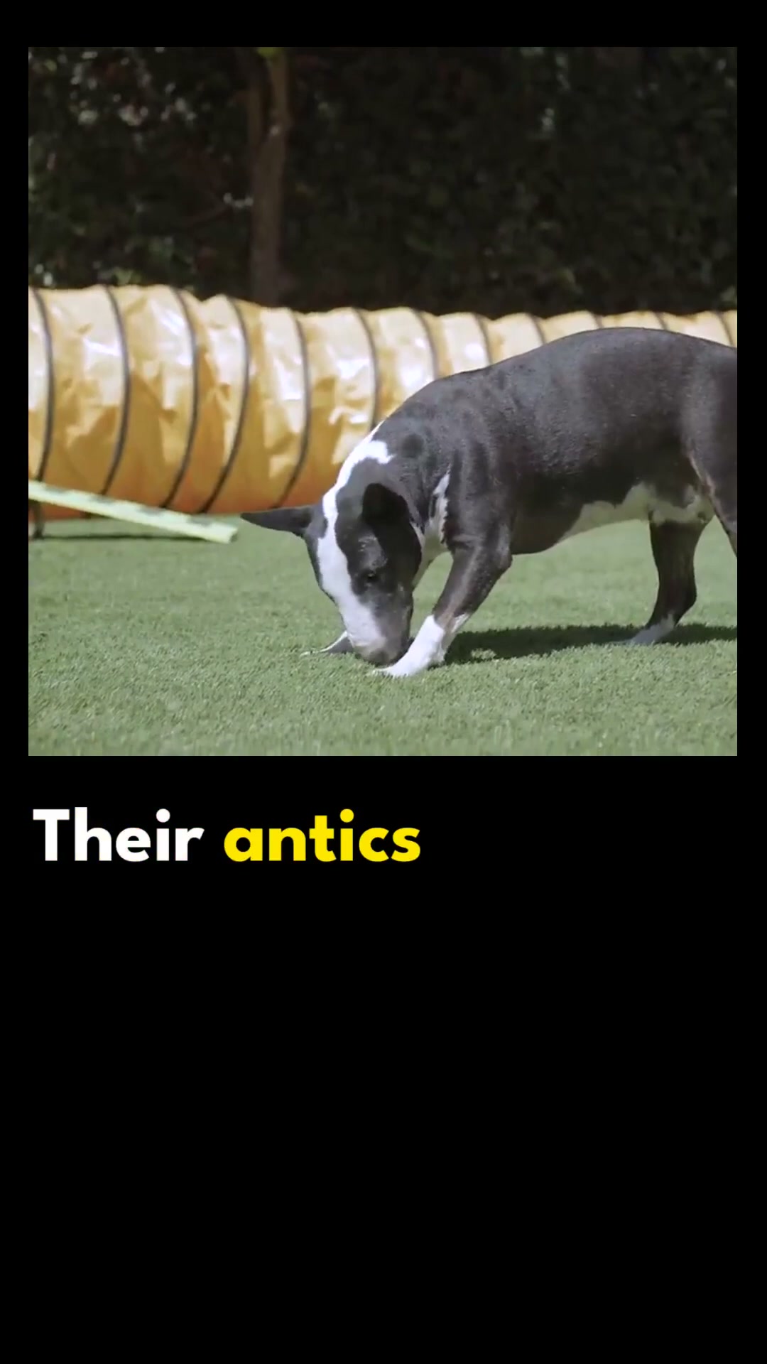 Miniature bull terriers