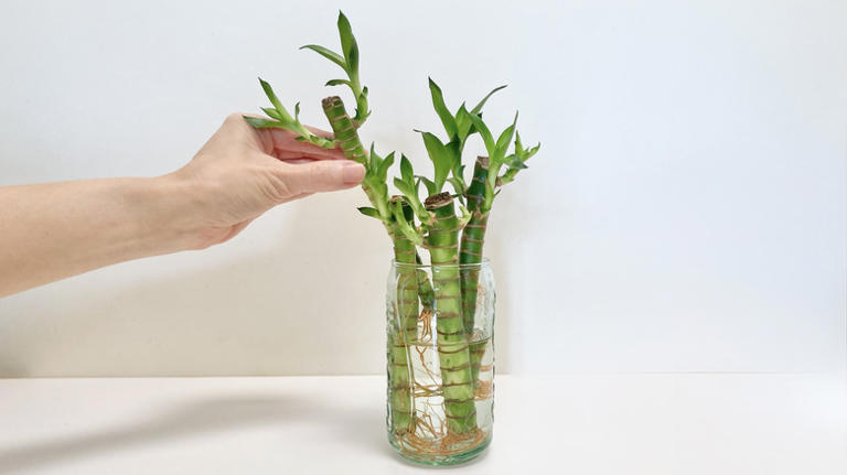 How to save a rotting bamboo plant