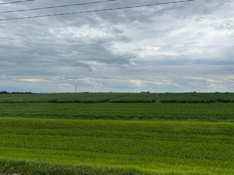 Iowa soybeans blooming and corn silking behind schedule