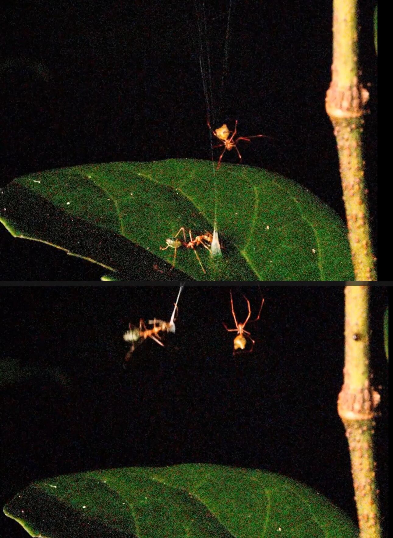 Ballista spider launches ants with 130g acceleration