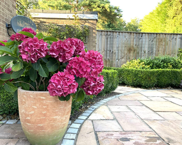 We asked hydrangea specialists for their top care tips, and they'll ...