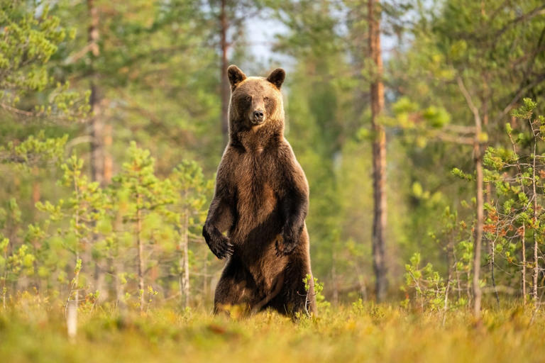 China zoo offers US$15,000 annual salary for bear costume performer ...