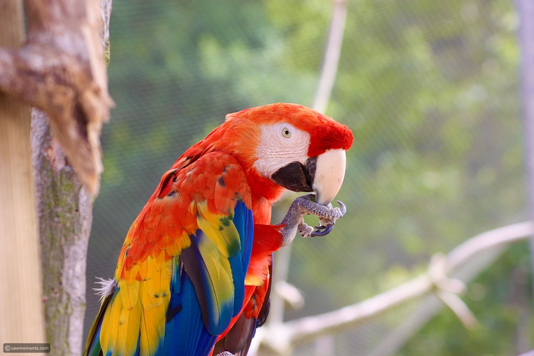 14 stunning bird species known for their extraordinary colors
