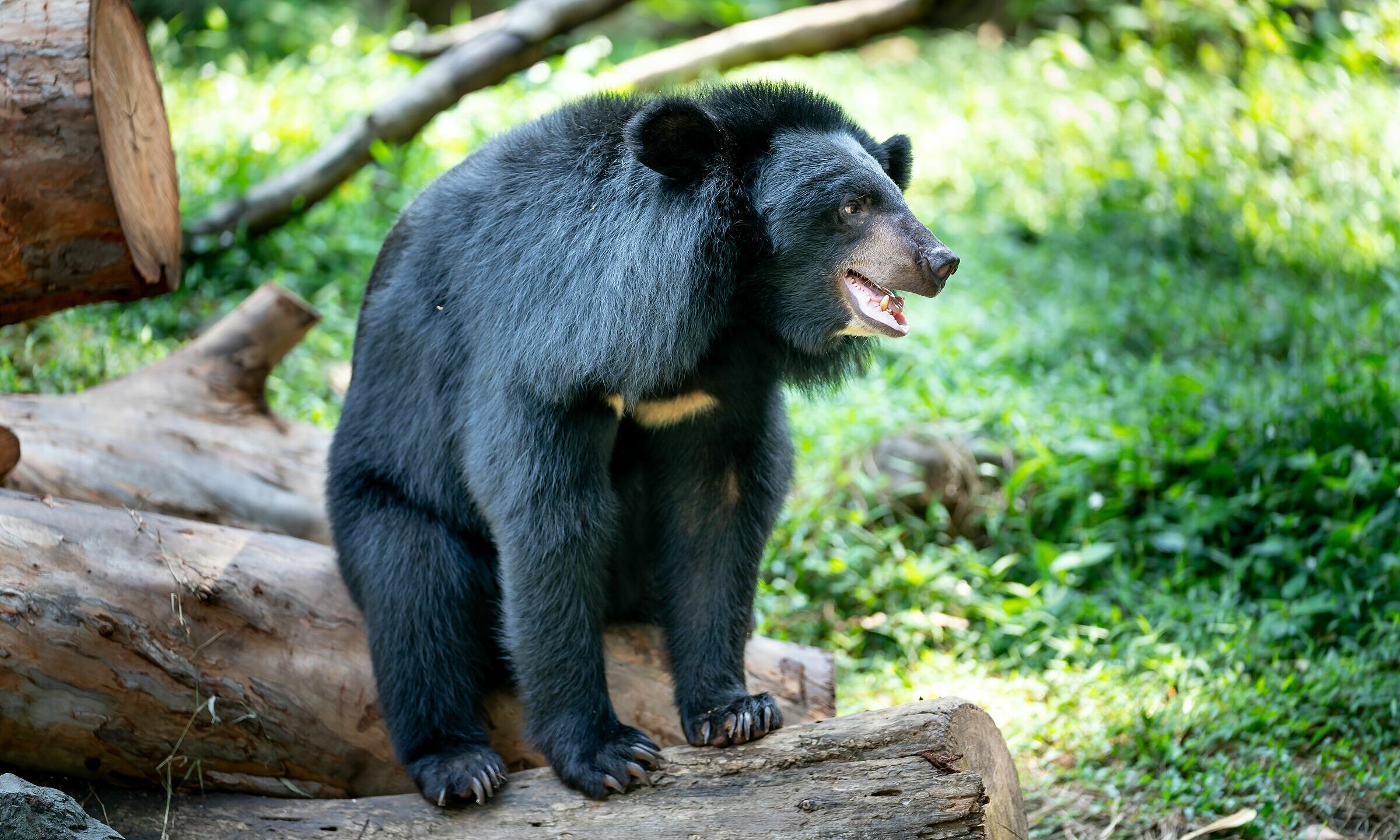 China zoo offers $15,000 a year for bear costume performer with strict ...