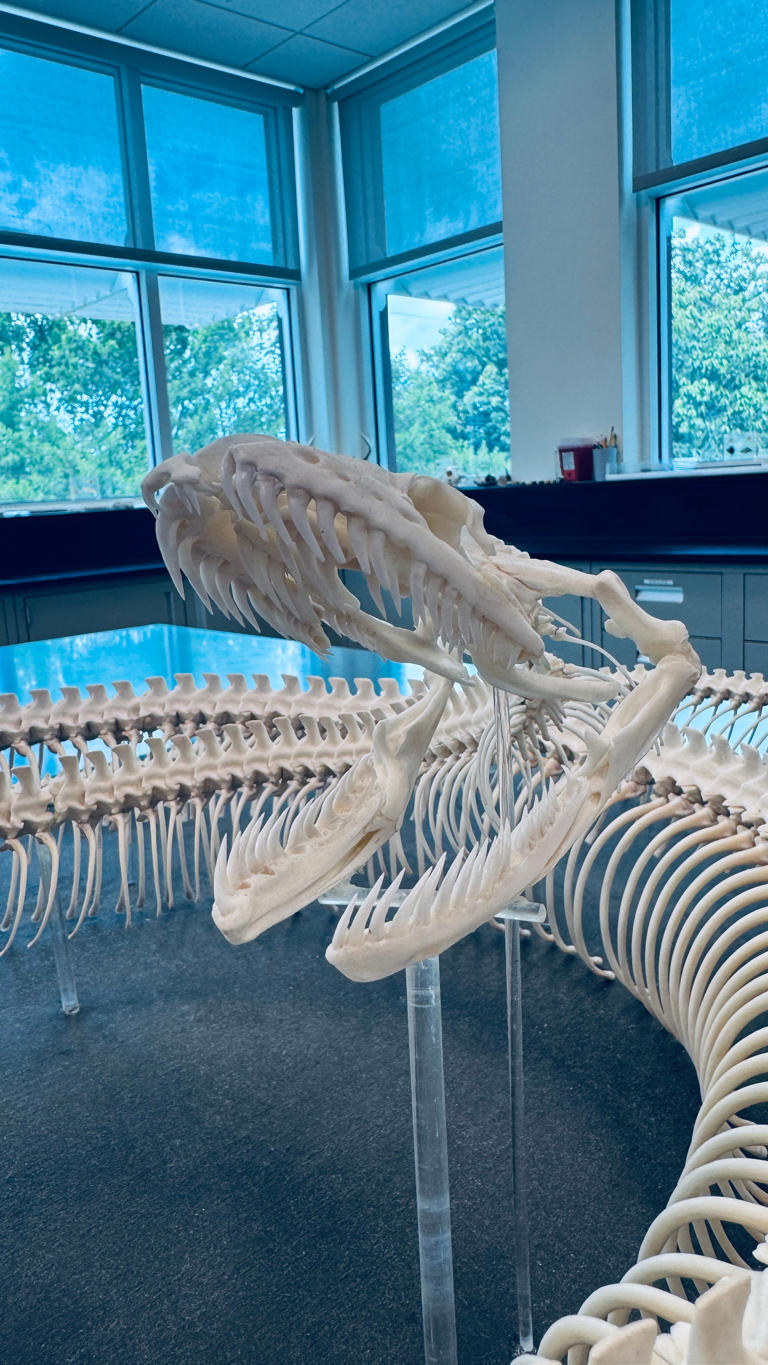 How a python can eat its prey, like a whole deer, is jaw-dropping
