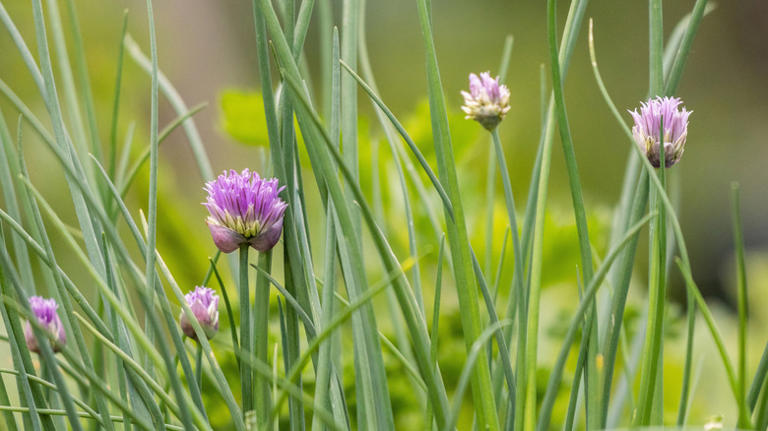 Grow this companion plant next to potatoes for a bigger harvest