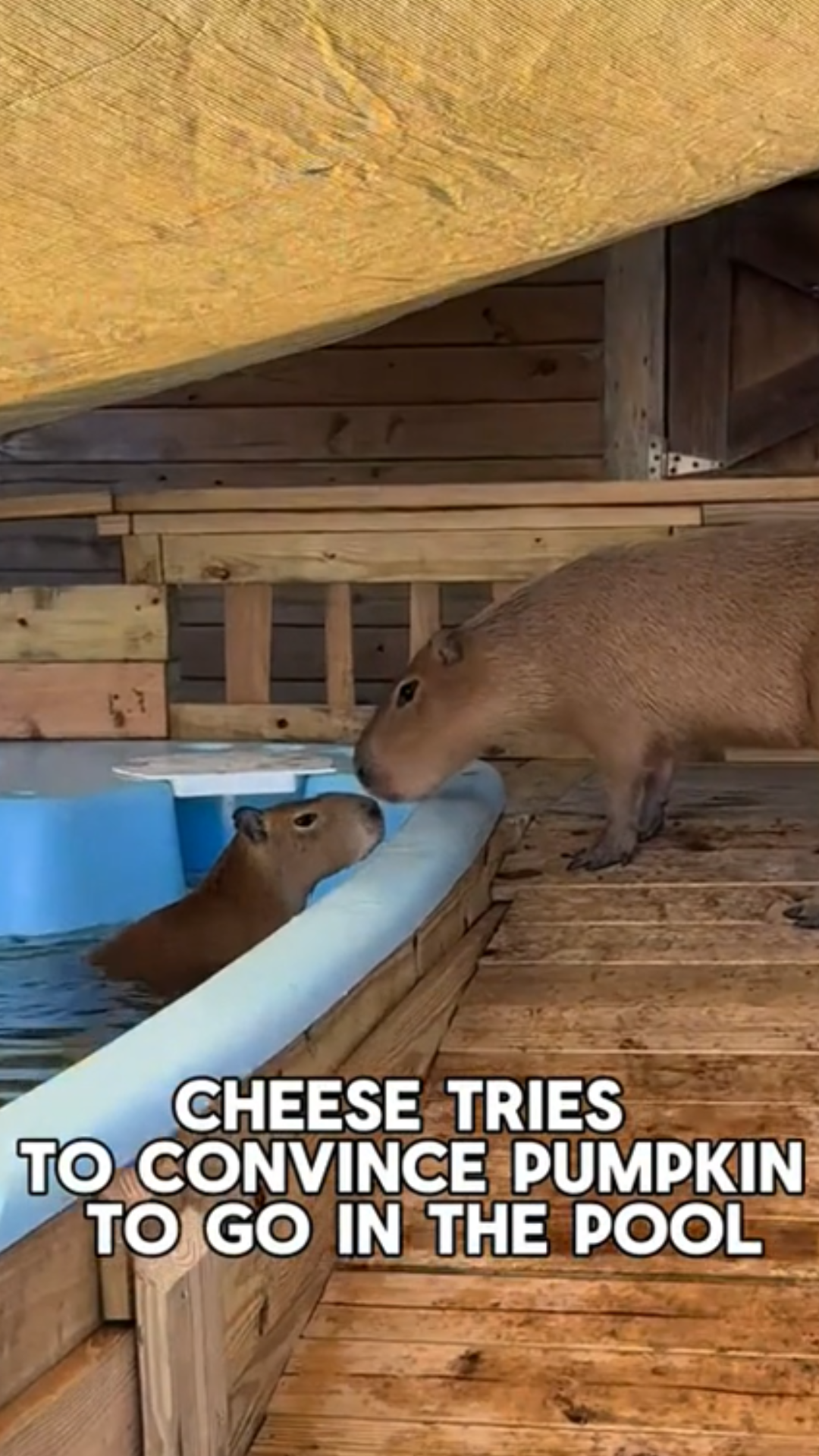 Who wins capybara pool showdown: Cheesecake vs pumpkin moment
