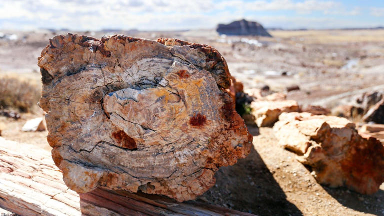 descubren bosques petrificados de 50 millones de años en Río Negro