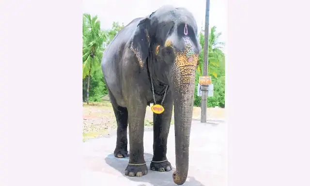 Madhuri elephant to return soon to Kolhapur Jain Math after treatment ...