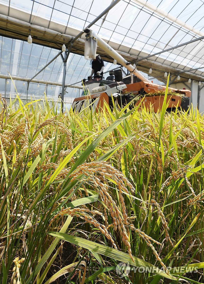 Rice harvesting